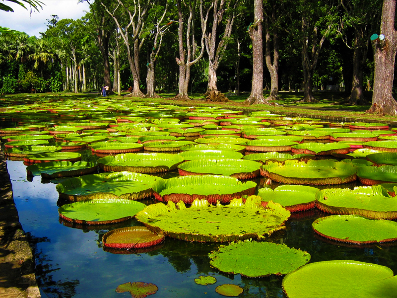Port Louis, The Capital City, & Pamplemousses Garden